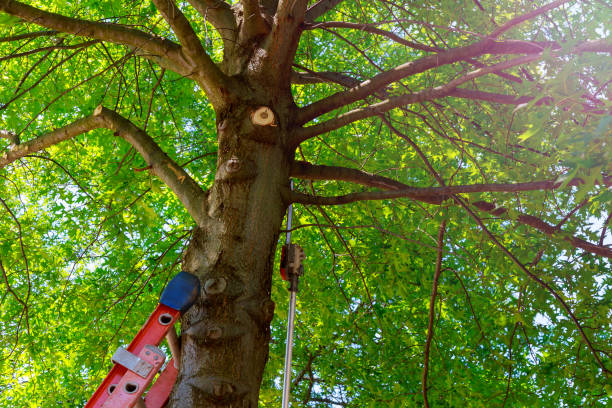 Best Tree Pruning Services  in Belmont, NC